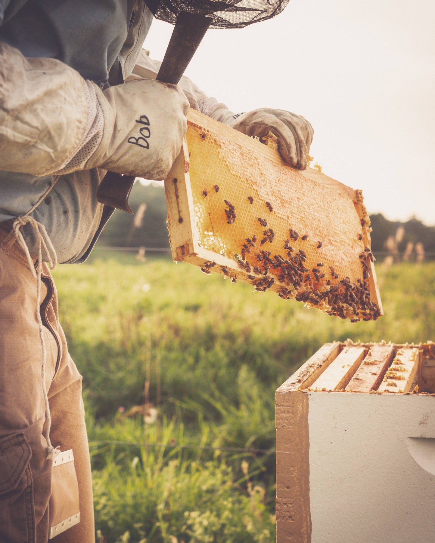 24oz. Honey Bear - Raw Wildflower Honey