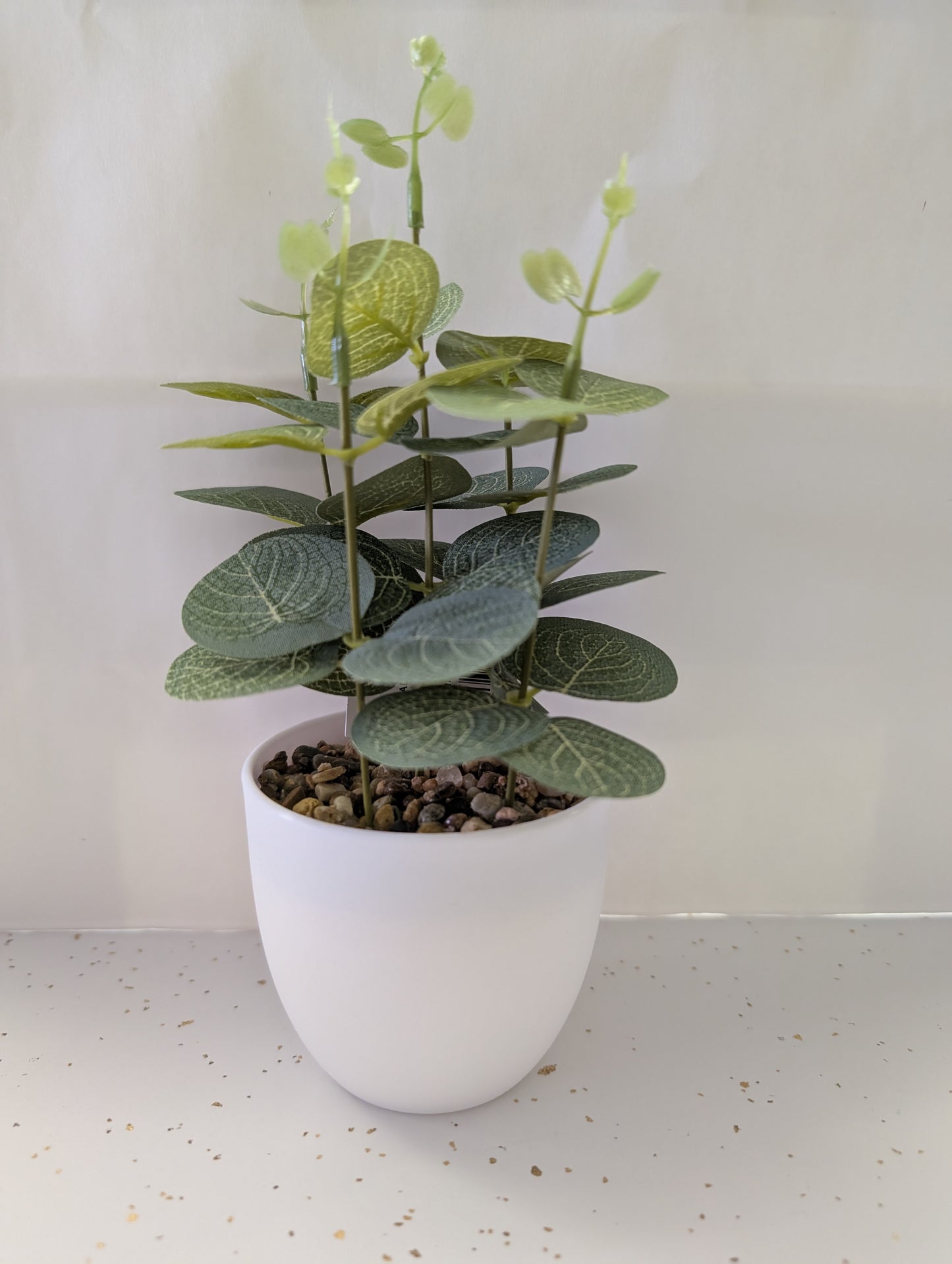 Eucalyptus Potted Plant