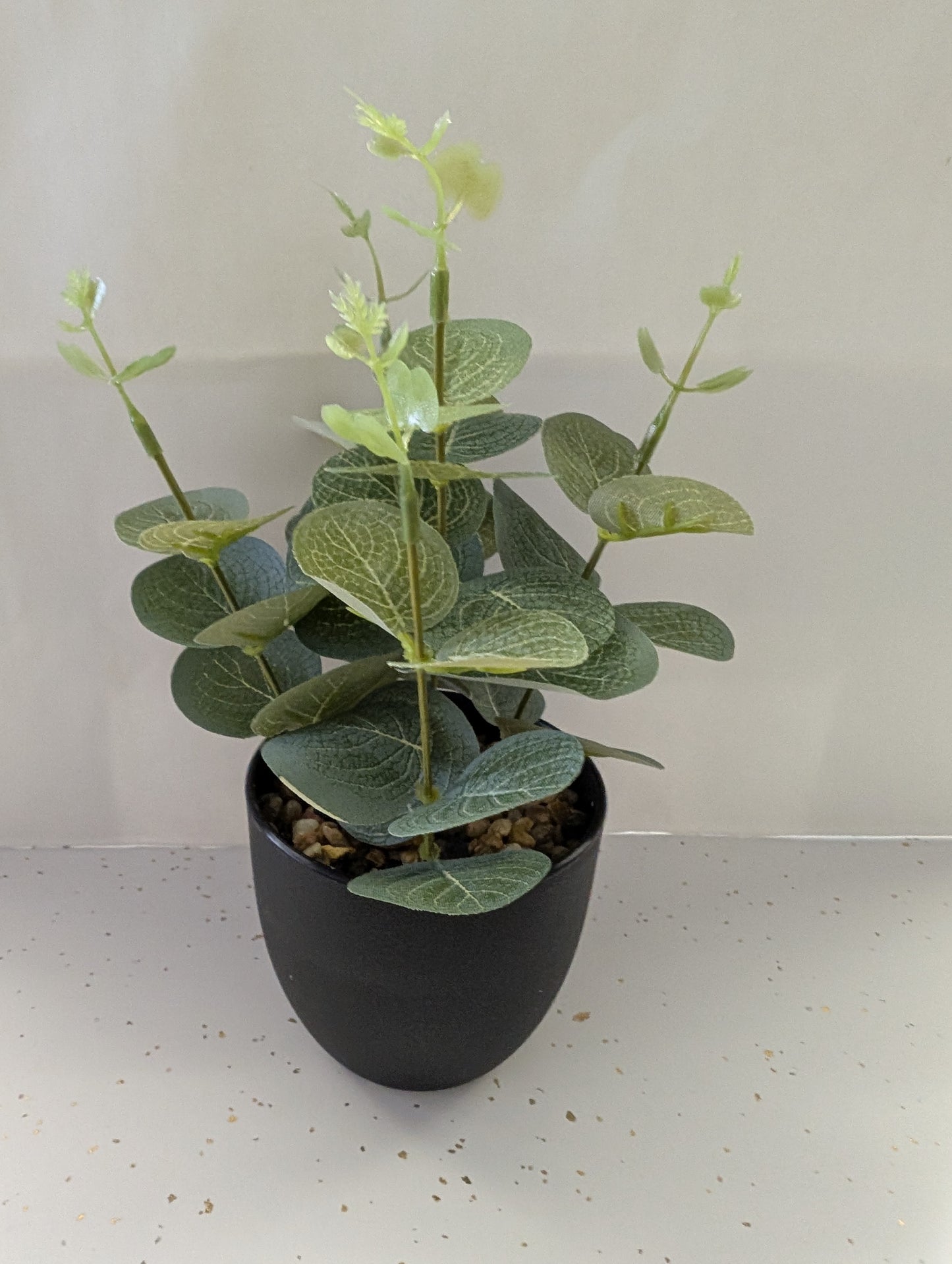 Eucalyptus Potted Plant