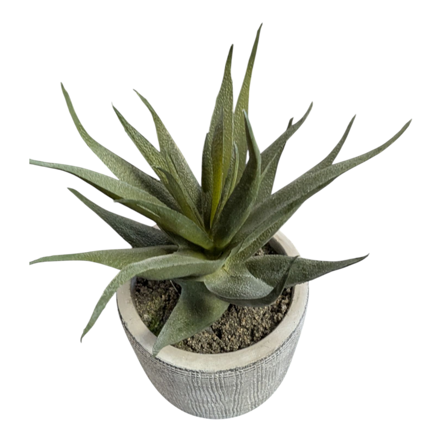 Succulent in Cement Pot