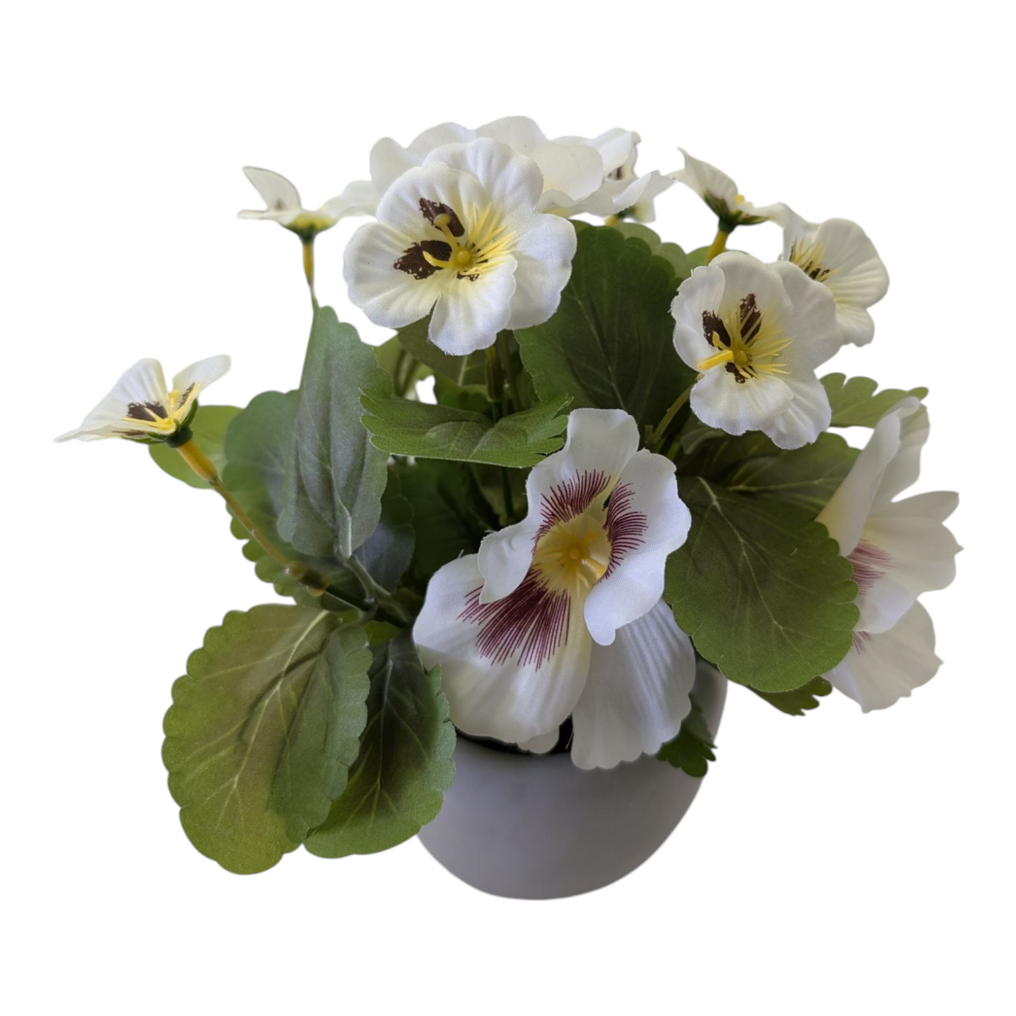 8.6" Pansy in Cement Pot