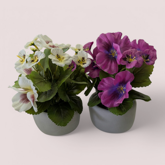 8.6" Pansy in Cement Pot