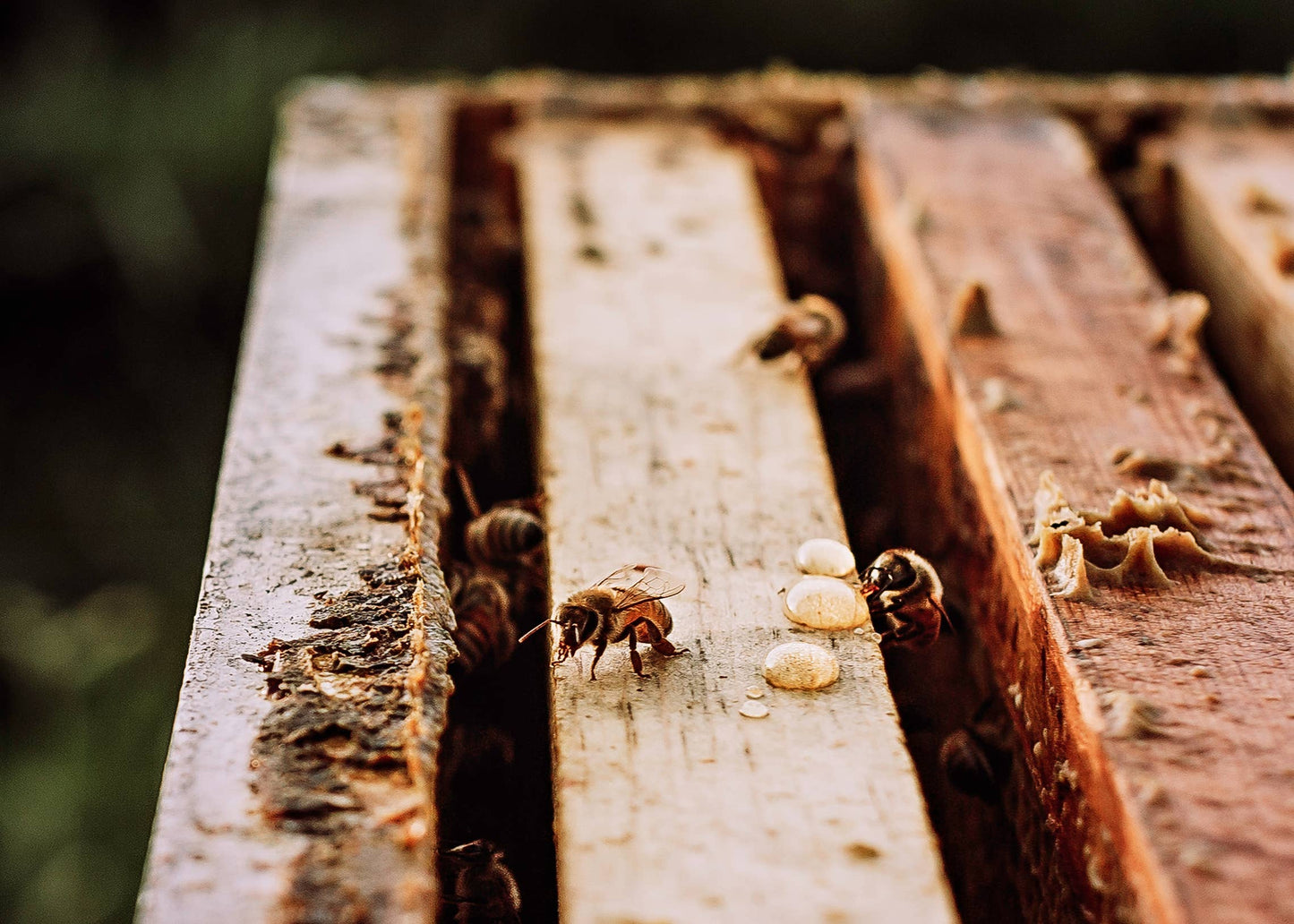 24oz. Honey Bear - Raw Wildflower Honey