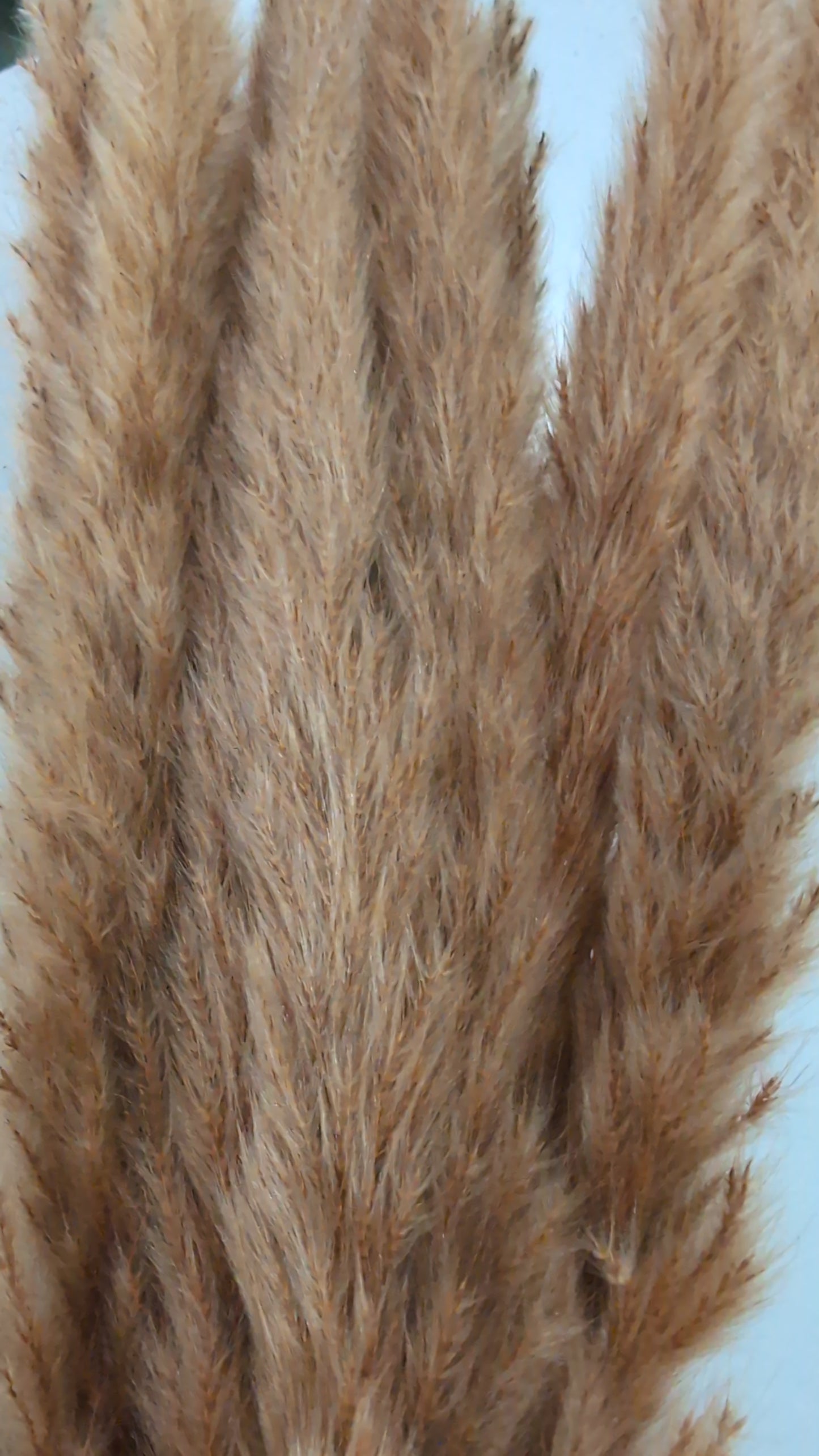Preserved Pampas Grass