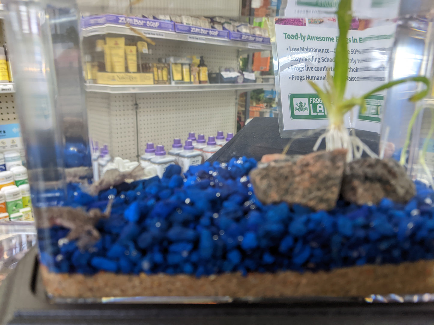 Froggy Liar - African Dwarf Frogs