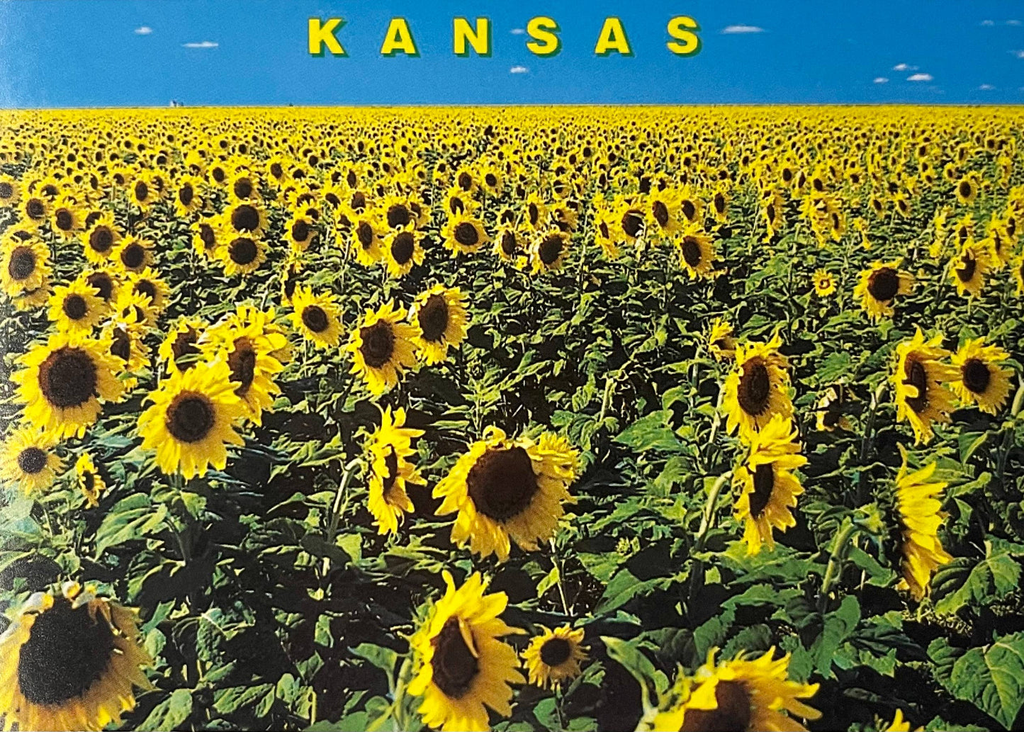 Kansas Field of Sunflowers Magnet