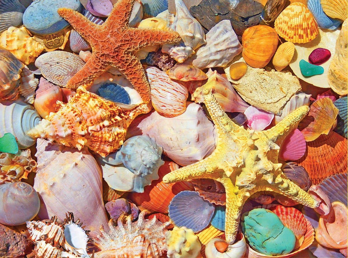 Beach Shells - 500 Piece Jigsaw Puzzle