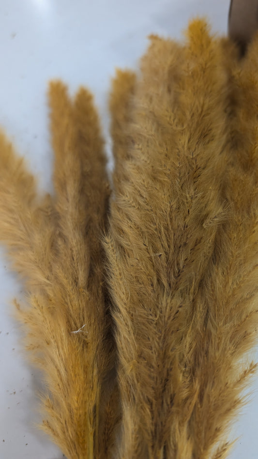 Preserved Pampas Grass