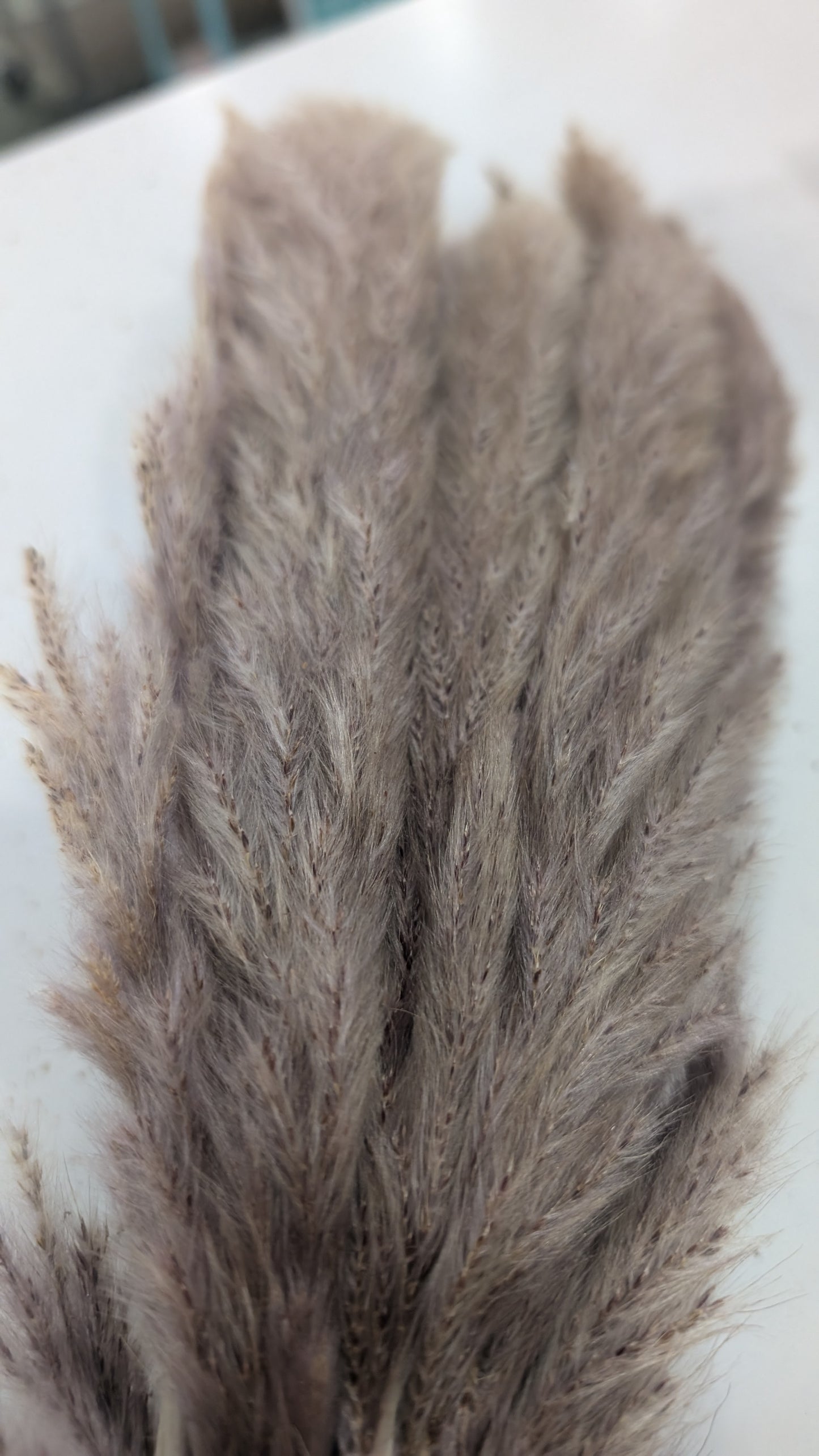 Preserved Pampas Grass