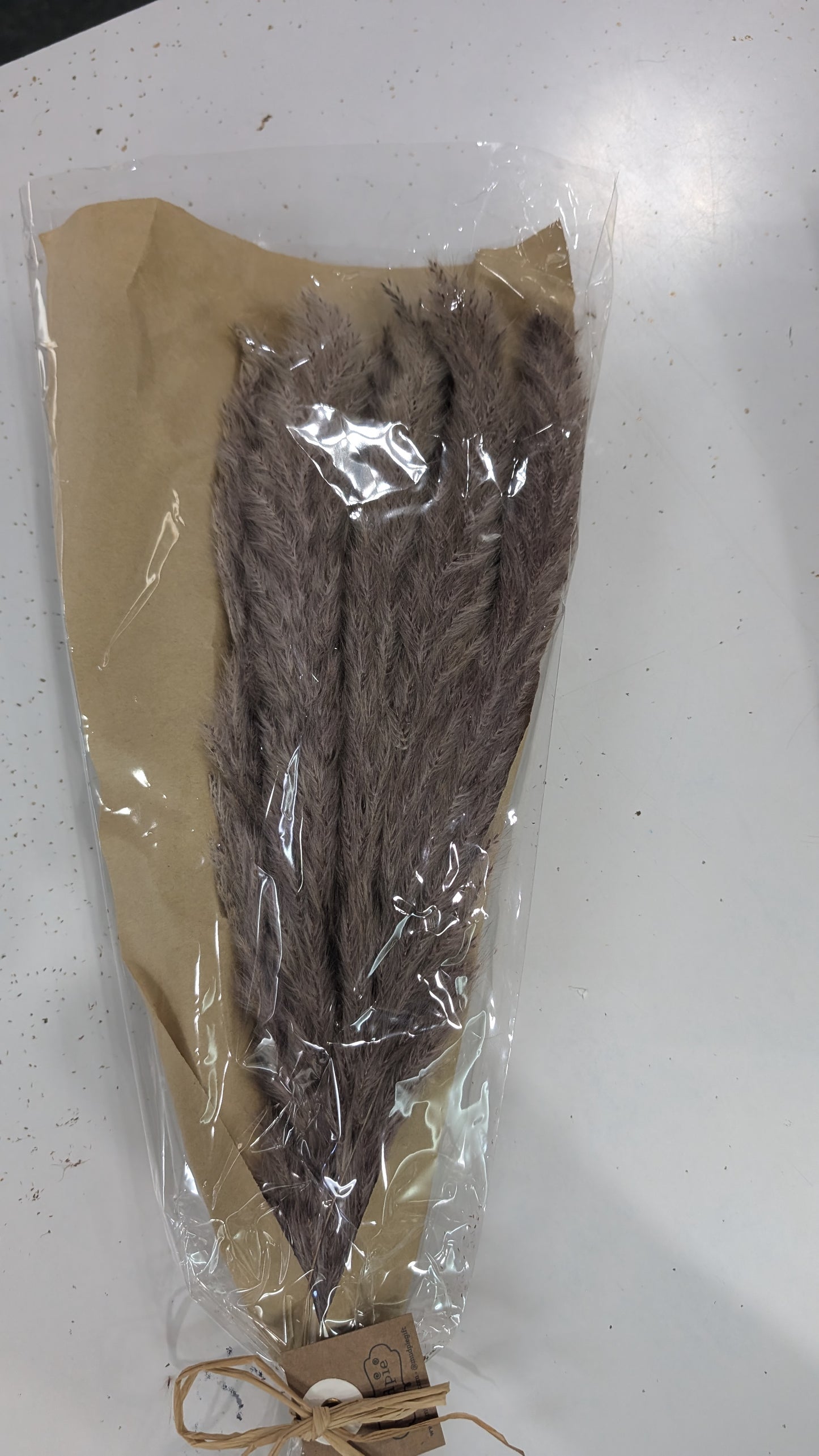 Preserved Pampas Grass