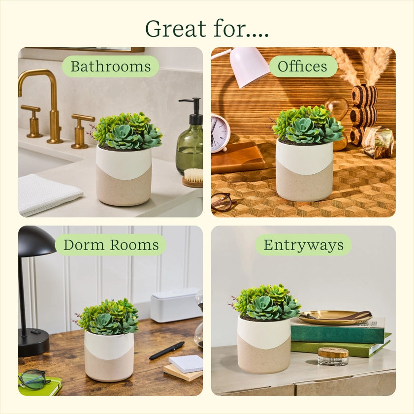 Lifelines Succulent Diffuser – Faux Plant Aroma Diffuser