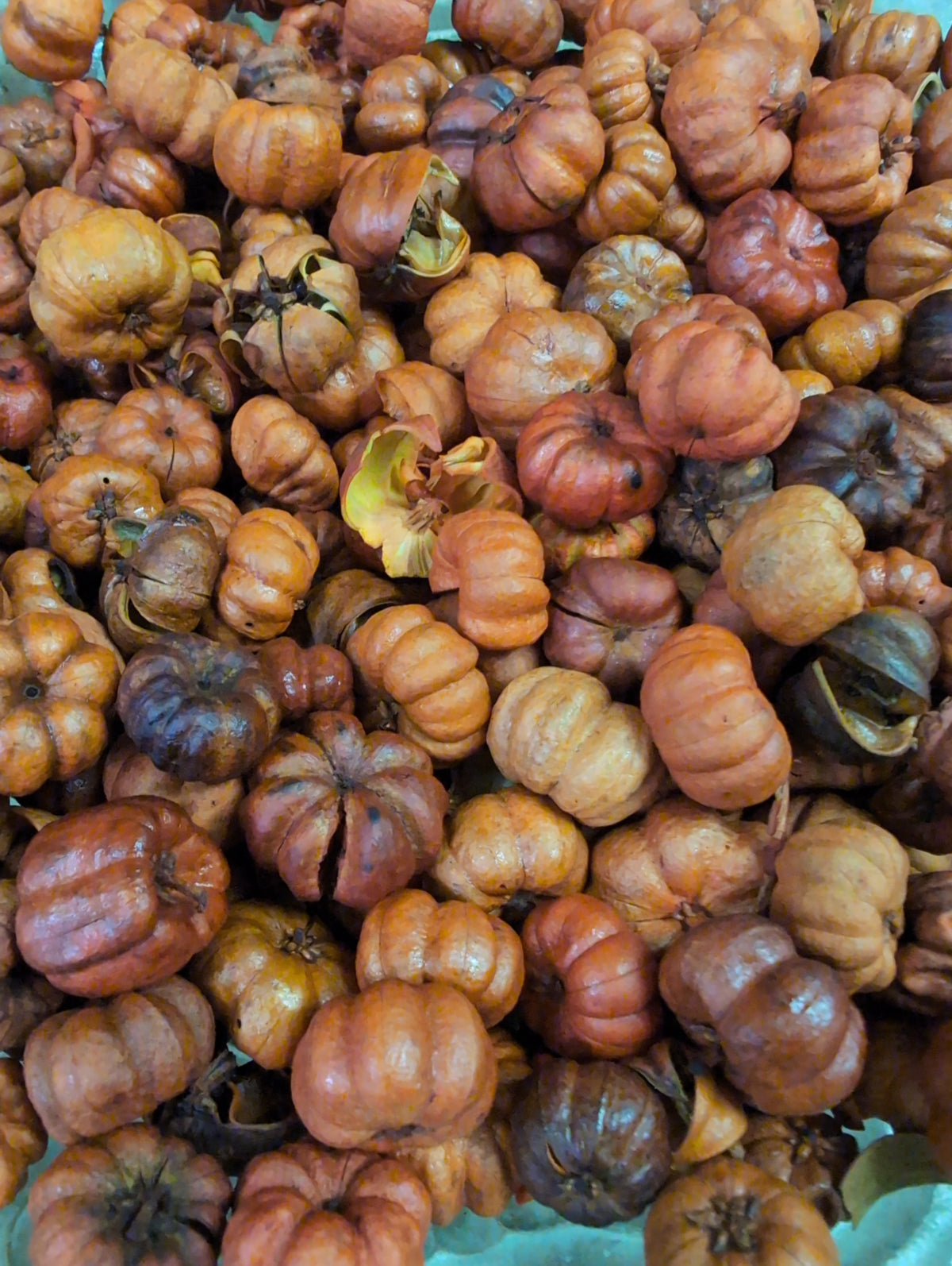 Mini Pumpkins/Putka Pods - Small Potpourri