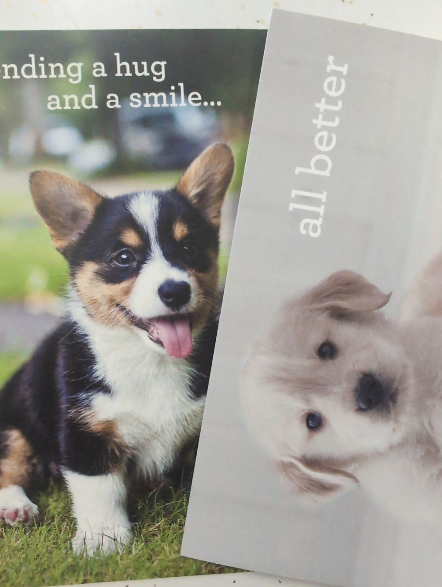 Get Well Boxed Cards - Whiskers & Paws