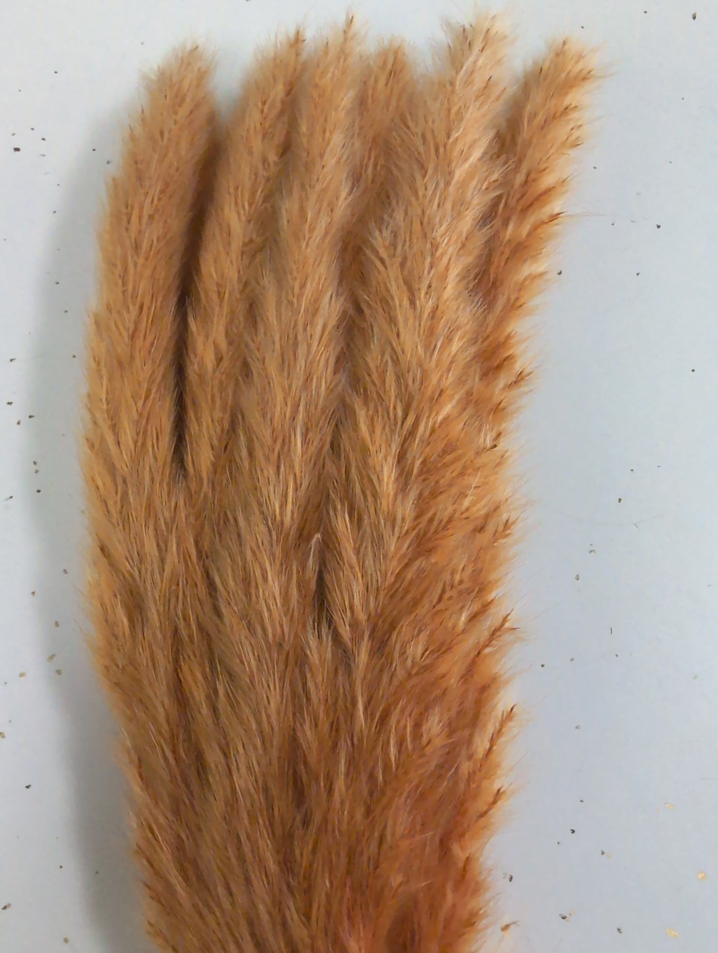 Preserved Pampas Grass