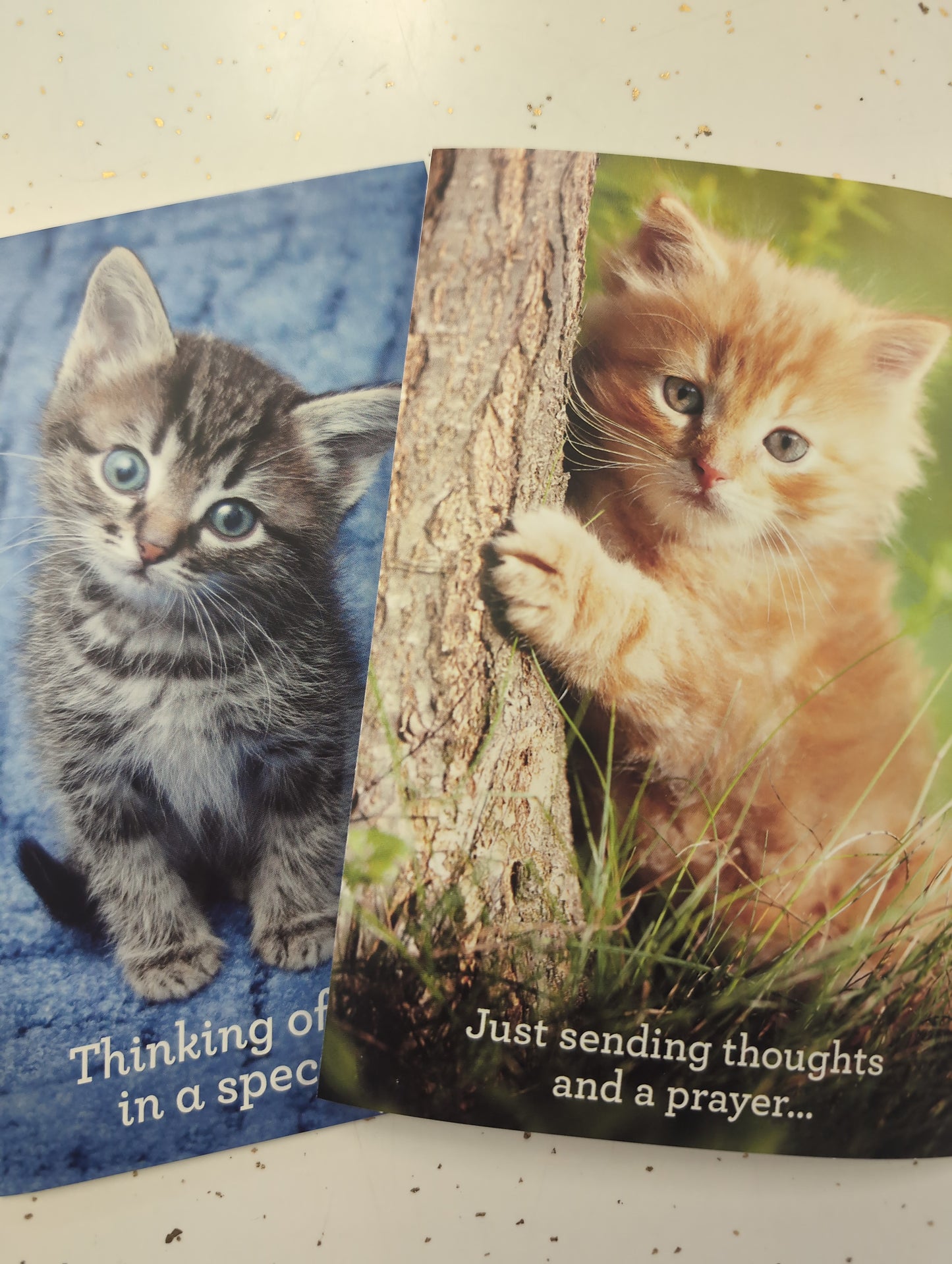 Get Well Boxed Cards - Whiskers & Paws